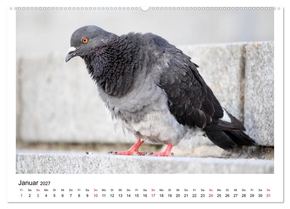 Geliebte Tauben (CALVENDO Premium Wandkalender 2027)