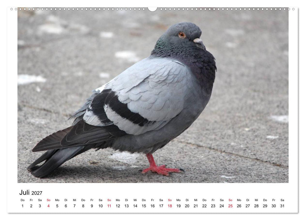 Geliebte Tauben (CALVENDO Premium Wandkalender 2027)