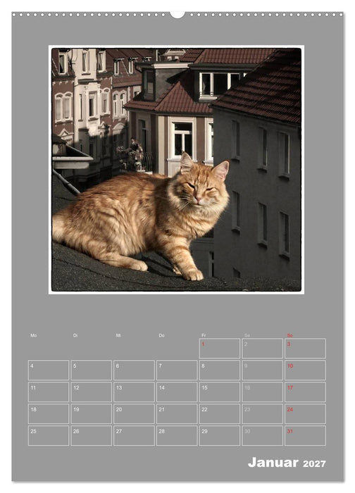 Katzen Blues / Planer (CALVENDO Premium Wandkalender 2027)
