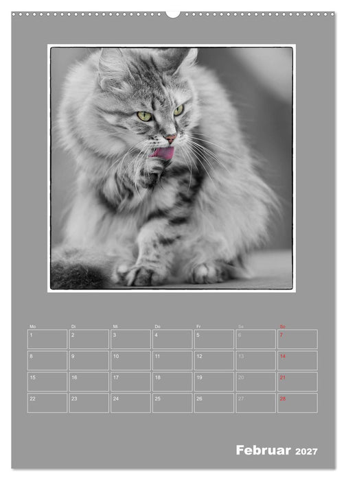 Katzen Blues / Planer (CALVENDO Premium Wandkalender 2027)