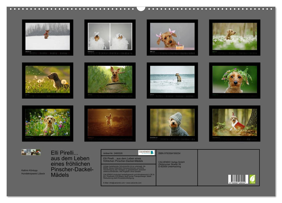 Elli Pirelli... aus dem Leben eines fröhlichen Pinscher-Dackel-Mädels (CALVENDO Wandkalender 2027)