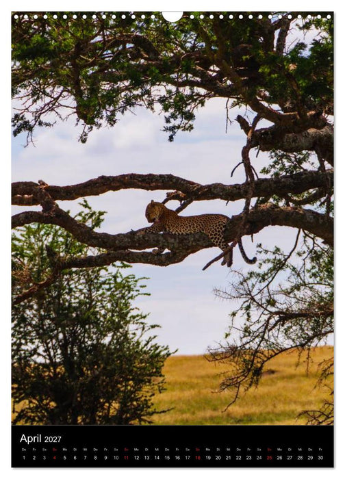 Wildes Afrika (CALVENDO Wandkalender 2027)