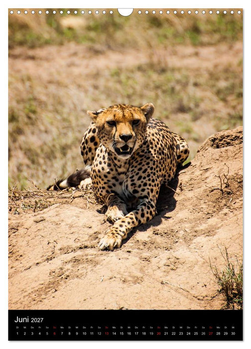 Wildes Afrika (CALVENDO Wandkalender 2027)
