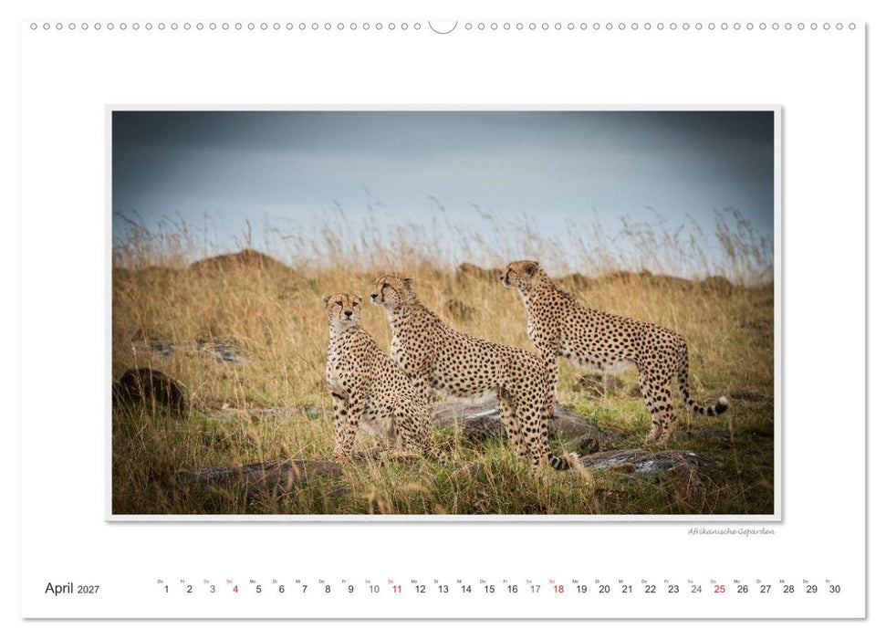 Emotionale Momente: Große Raubkatzen der Welt. (CALVENDO Premium Wandkalender 2027)