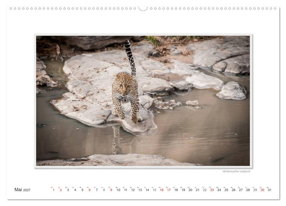 Emotionale Momente: Große Raubkatzen der Welt. (CALVENDO Premium Wandkalender 2027)