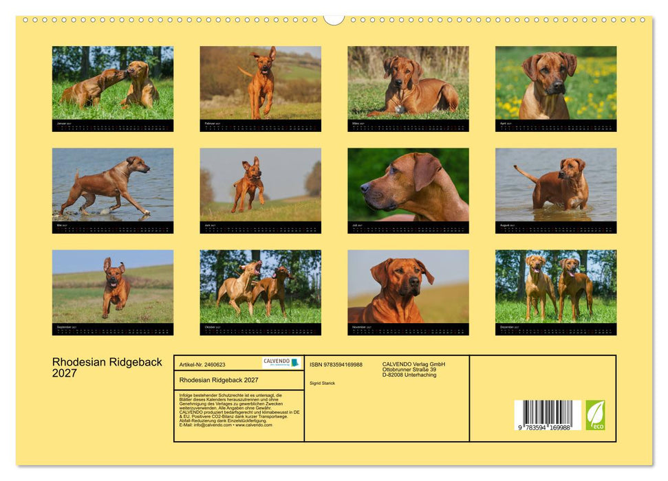 Rhodesian Ridgeback 2027 (CALVENDO Premium Wandkalender 2027)
