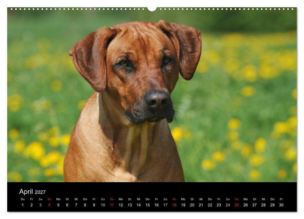 Rhodesian Ridgeback 2027 (CALVENDO Premium Wandkalender 2027)