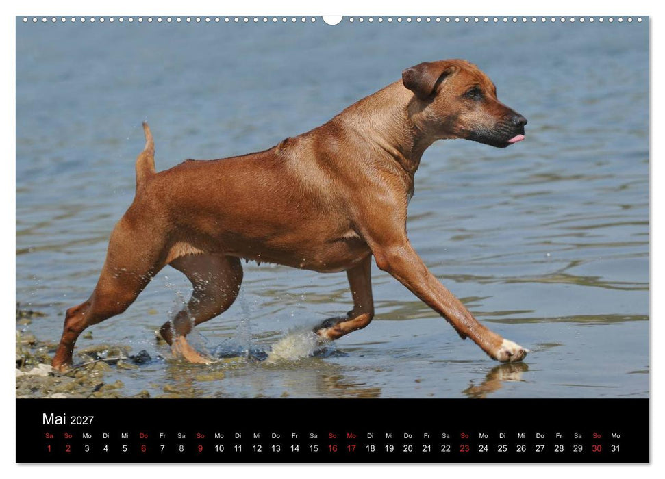 Rhodesian Ridgeback 2027 (CALVENDO Premium Wandkalender 2027)
