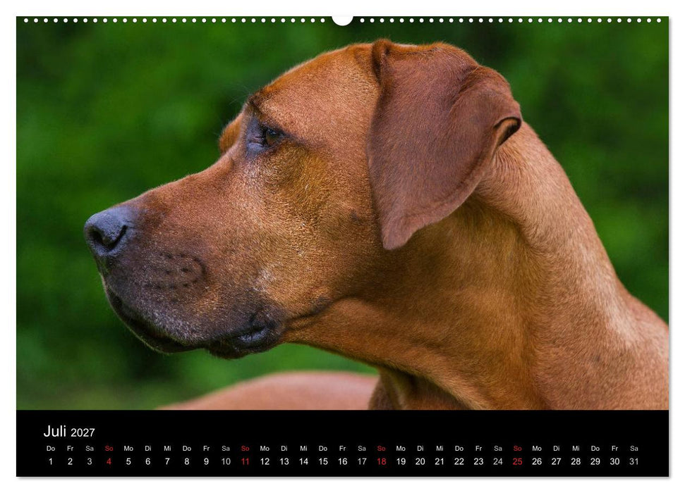 Rhodesian Ridgeback 2027 (CALVENDO Premium Wandkalender 2027)