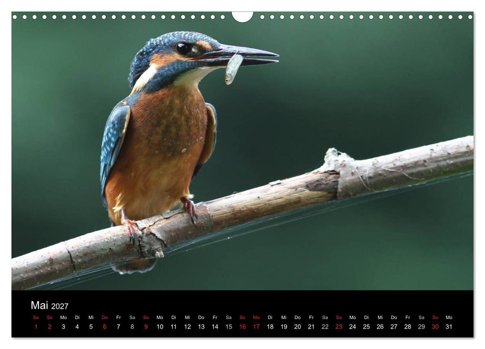 IM LAND DER EISVÖGEL (CALVENDO Wandkalender 2027)