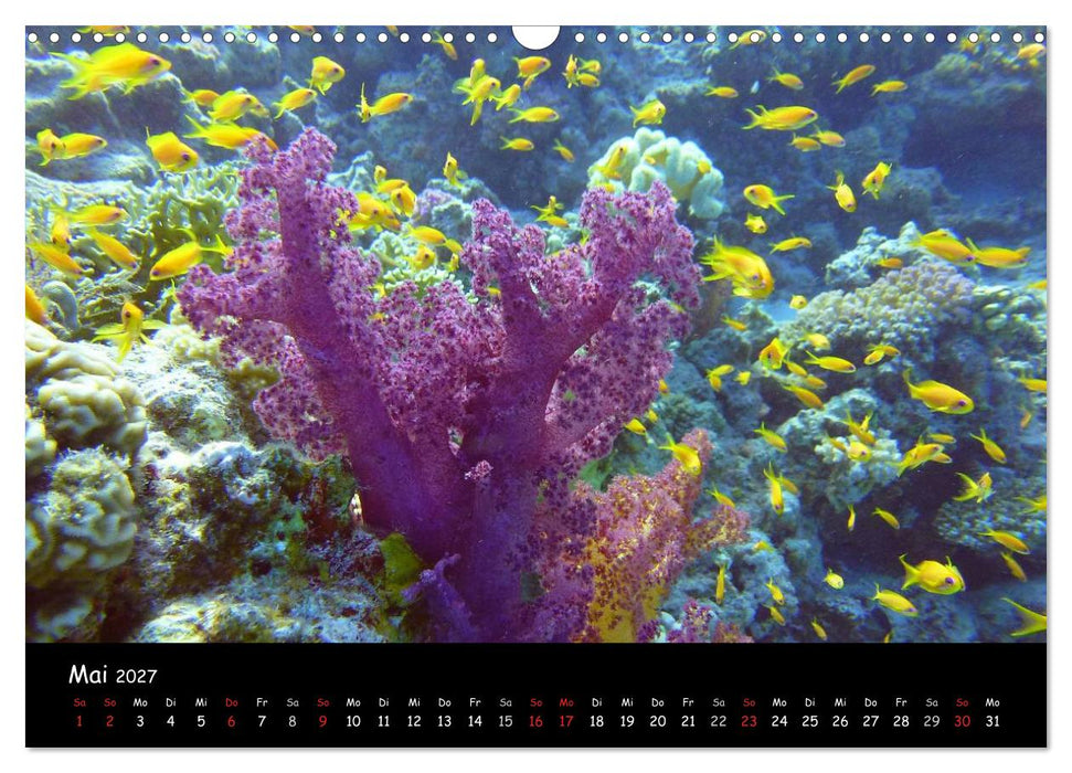 Rotes Meer - Unterwasserimpressionen (CALVENDO Wandkalender 2027)
