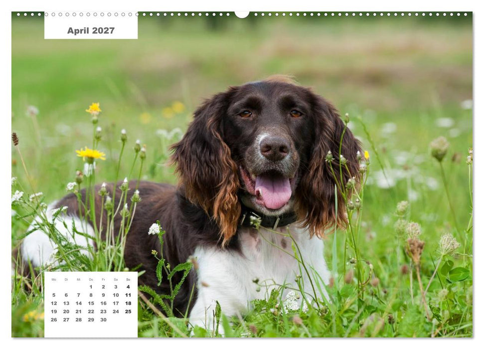 Rassehunde (CALVENDO Wandkalender 2027)