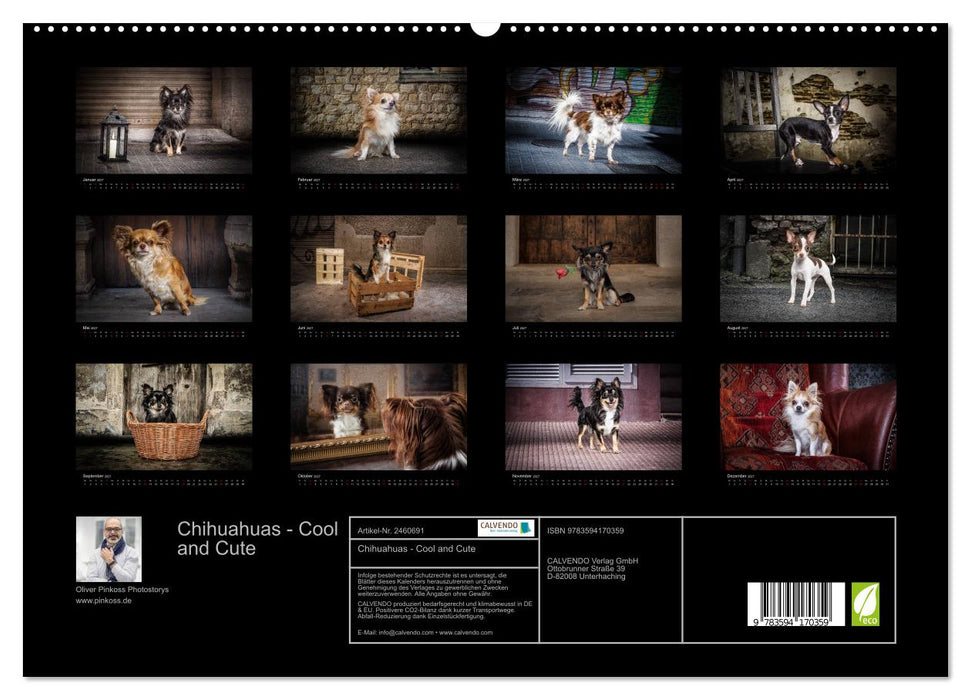 Chihuahuas - Cool and Cute (CALVENDO Premium Wandkalender 2027)
