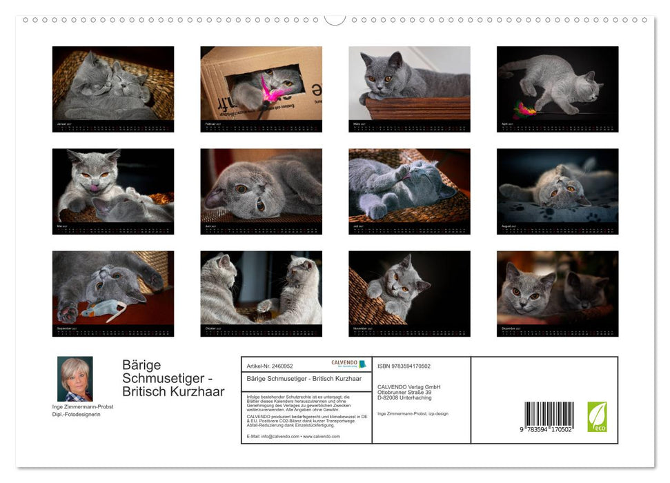 Bärige Schmusetiger - Britisch Kurzhaar (CALVENDO Premium Wandkalender 2027)