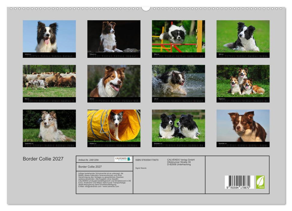 Border Collie 2027 (CALVENDO Premium Wandkalender 2027)