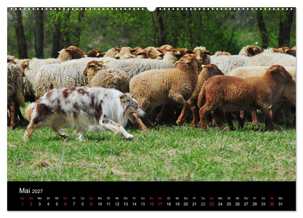 Border Collie 2027 (CALVENDO Premium Wandkalender 2027)