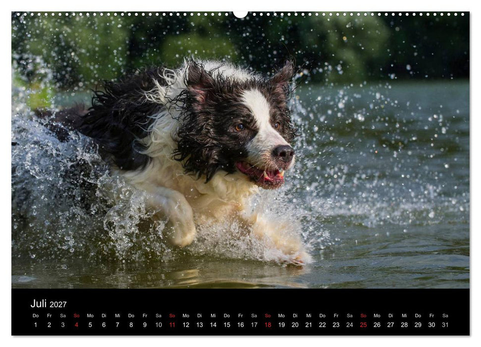 Border Collie 2027 (CALVENDO Premium Wandkalender 2027)