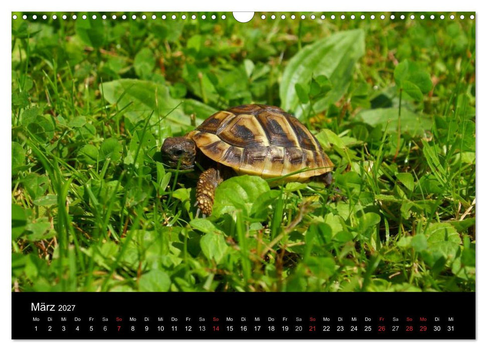 Das Leben der Schildkröten (CALVENDO Wandkalender 2027)