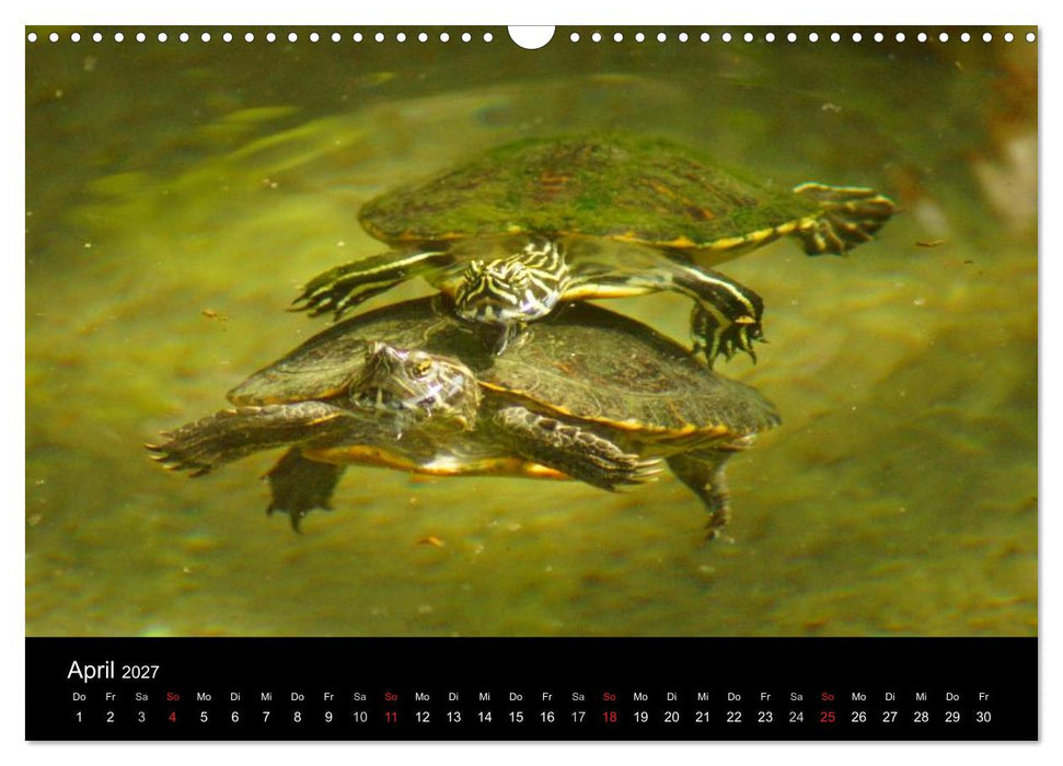 Das Leben der Schildkröten (CALVENDO Wandkalender 2027)