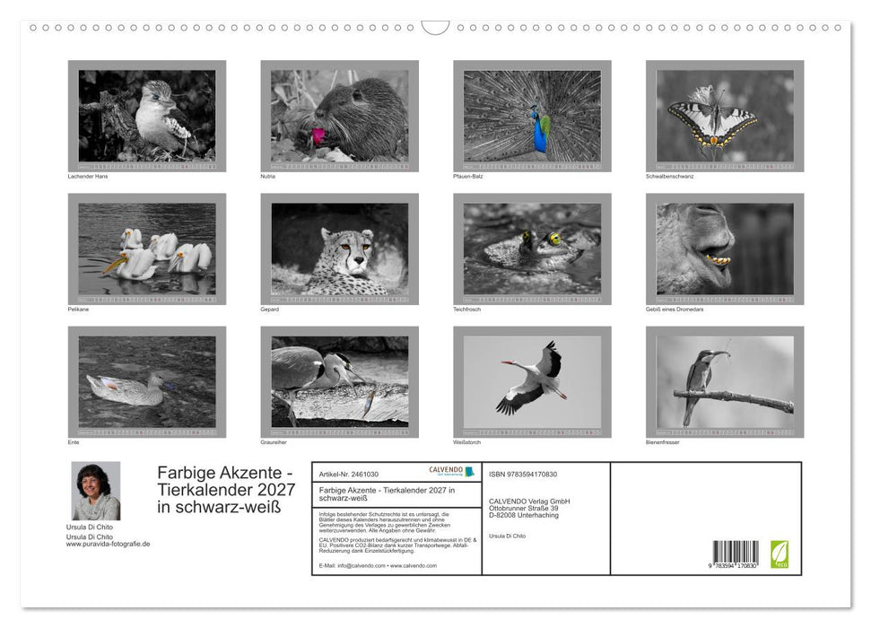 Farbige Akzente - Tierkalender 2027 in schwarz-weiß (CALVENDO Wandkalender 2027)