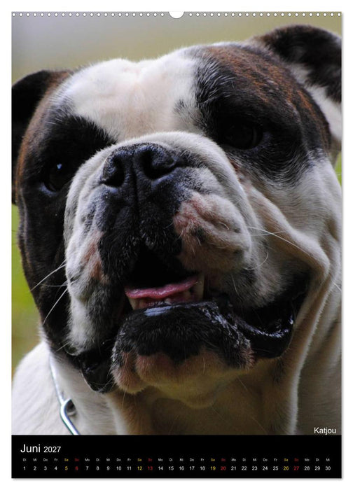 Bulldoggen-Gesichter (CALVENDO Premium Wandkalender 2027)