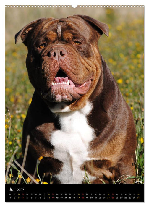 Bulldoggen-Gesichter (CALVENDO Premium Wandkalender 2027)