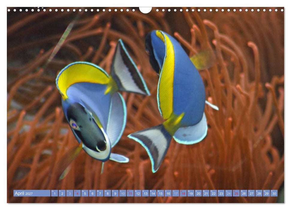 Bunte Welt der Fische (CALVENDO Wandkalender 2027)
