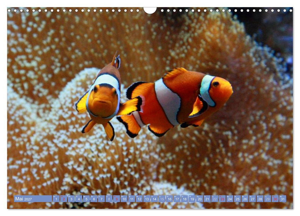 Bunte Welt der Fische (CALVENDO Wandkalender 2027)
