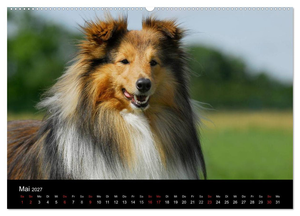 Sheltie 2027 (CALVENDO Wandkalender 2027)