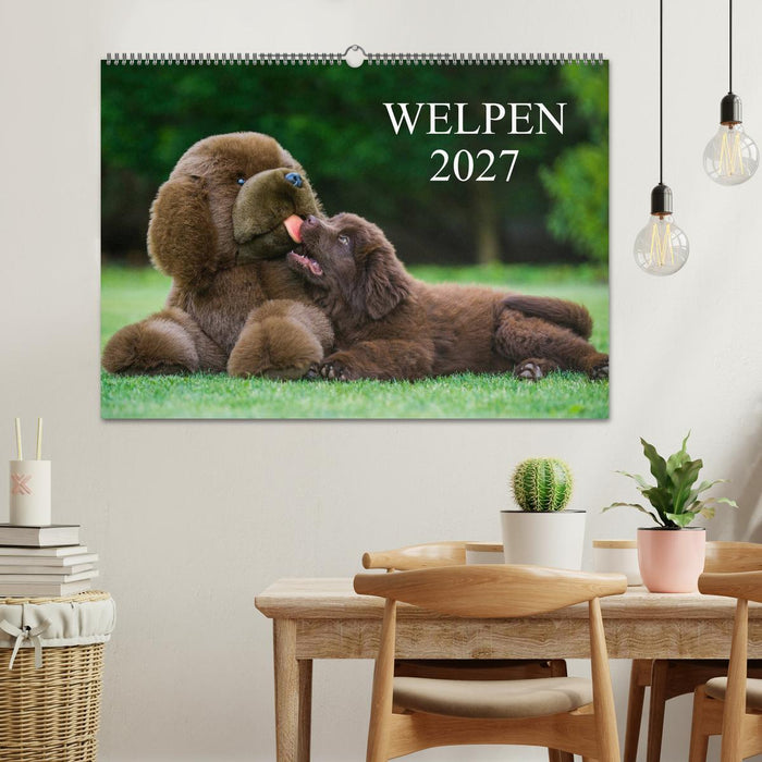 Welpen 2027 (CALVENDO Wandkalender 2027)
