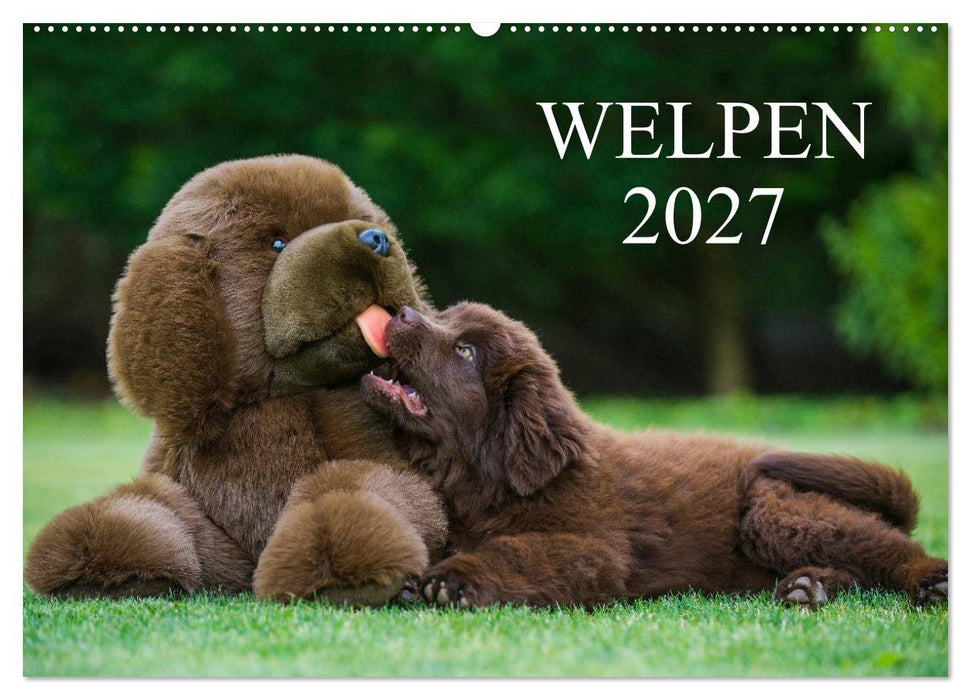 Welpen 2027 (CALVENDO Wandkalender 2027)