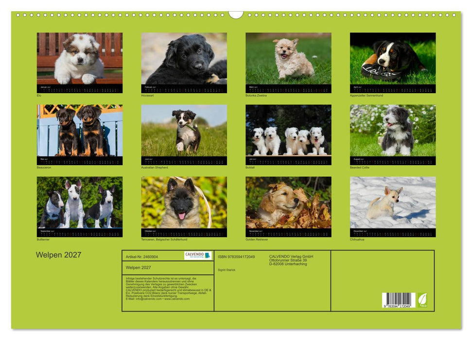 Welpen 2027 (CALVENDO Wandkalender 2027)
