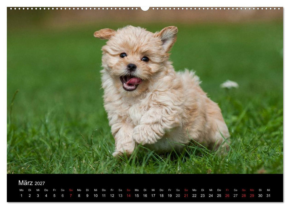 Welpen 2027 (CALVENDO Wandkalender 2027)