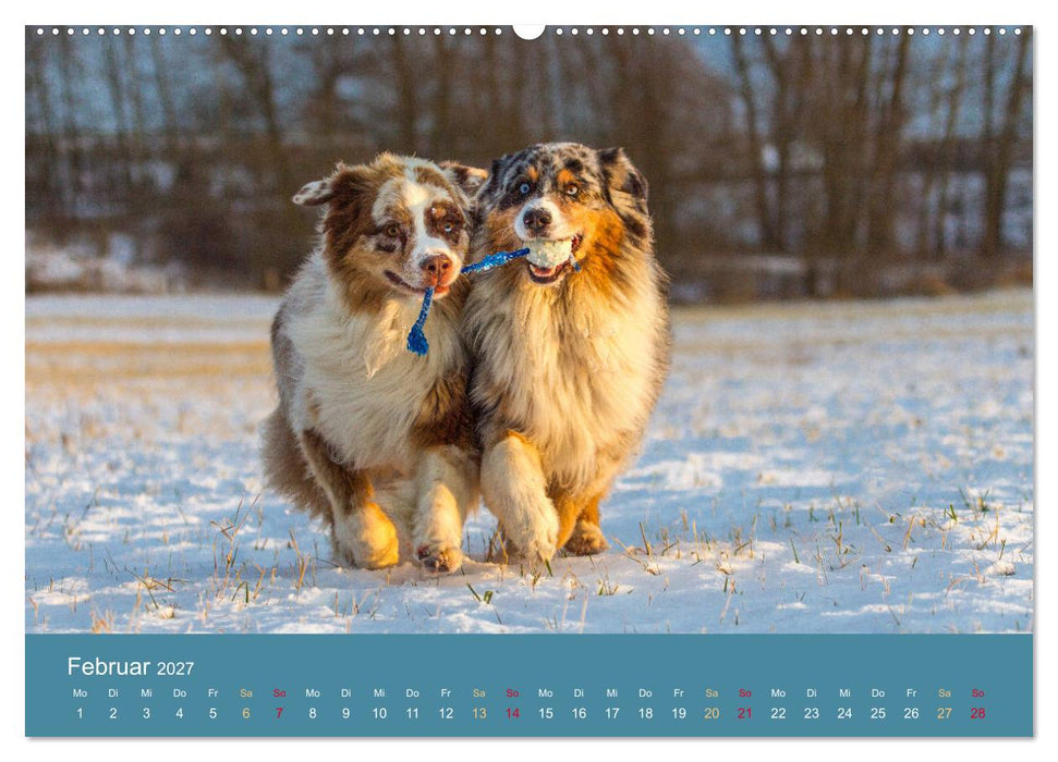 Mit Aussies unterwegs - Die bunte Welt der Australian Shepherds (CALVENDO Premium Wandkalender 2027)