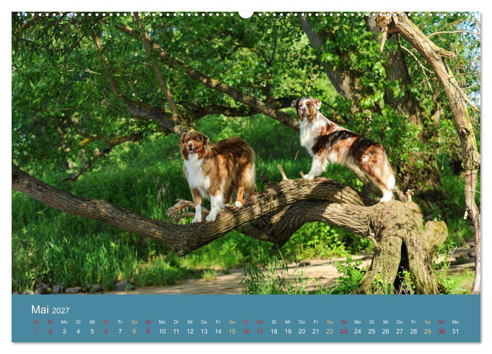 Mit Aussies unterwegs - Die bunte Welt der Australian Shepherds (CALVENDO Premium Wandkalender 2027)