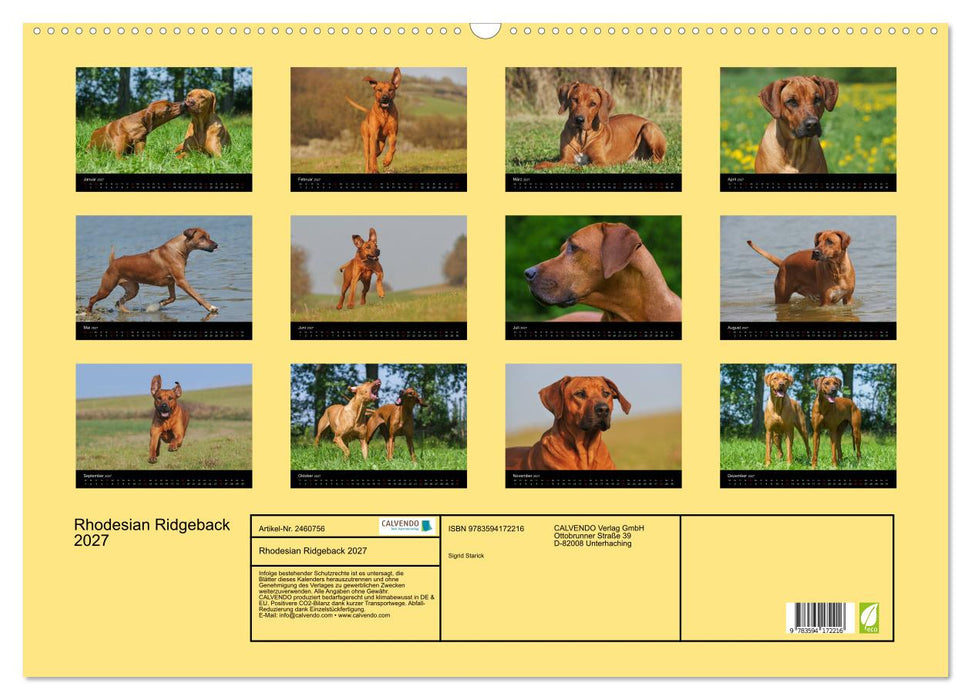 Rhodesian Ridgeback 2027 (CALVENDO Wandkalender 2027)