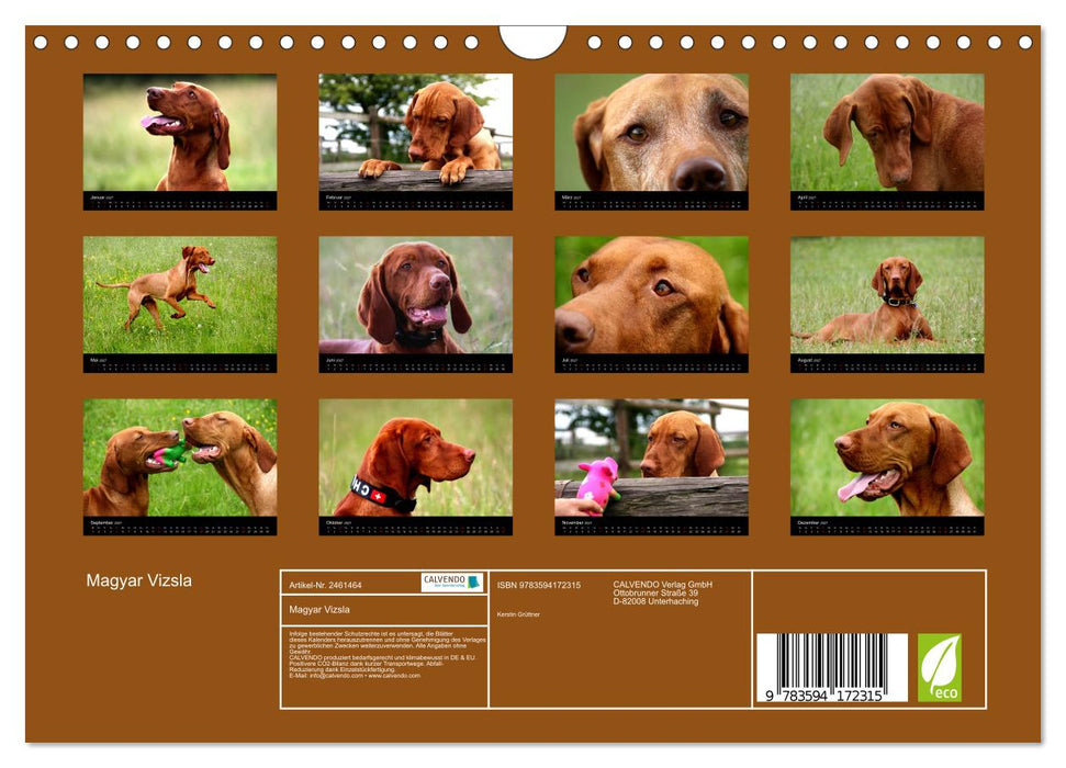 Magyar Vizsla (CALVENDO Wandkalender 2027)