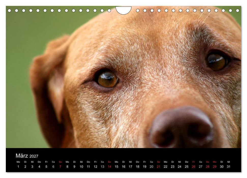 Magyar Vizsla (CALVENDO Wandkalender 2027)