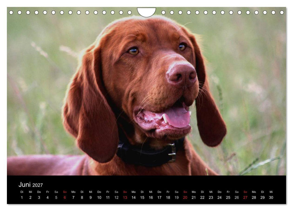 Magyar Vizsla (CALVENDO Wandkalender 2027)