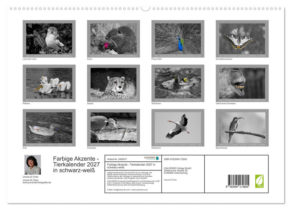 Farbige Akzente - Tierkalender 2027 in schwarz-weiß (CALVENDO Premium Wandkalender 2027)