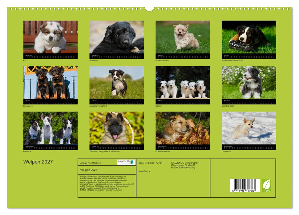 Welpen 2027 (CALVENDO Premium Wandkalender 2027)