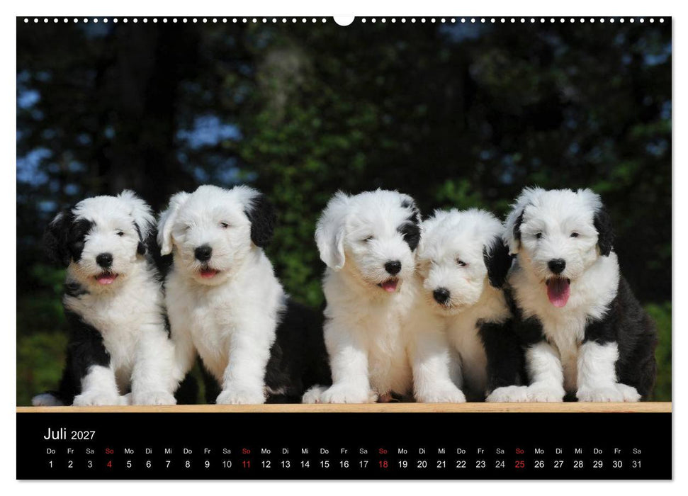 Welpen 2027 (CALVENDO Premium Wandkalender 2027)