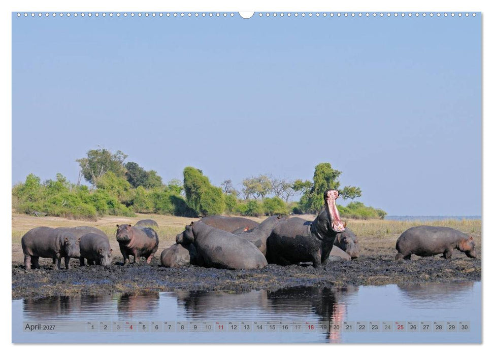 Flusspferde Magie des Augenblicks - Hippos in Afrika (CALVENDO Wandkalender 2027)