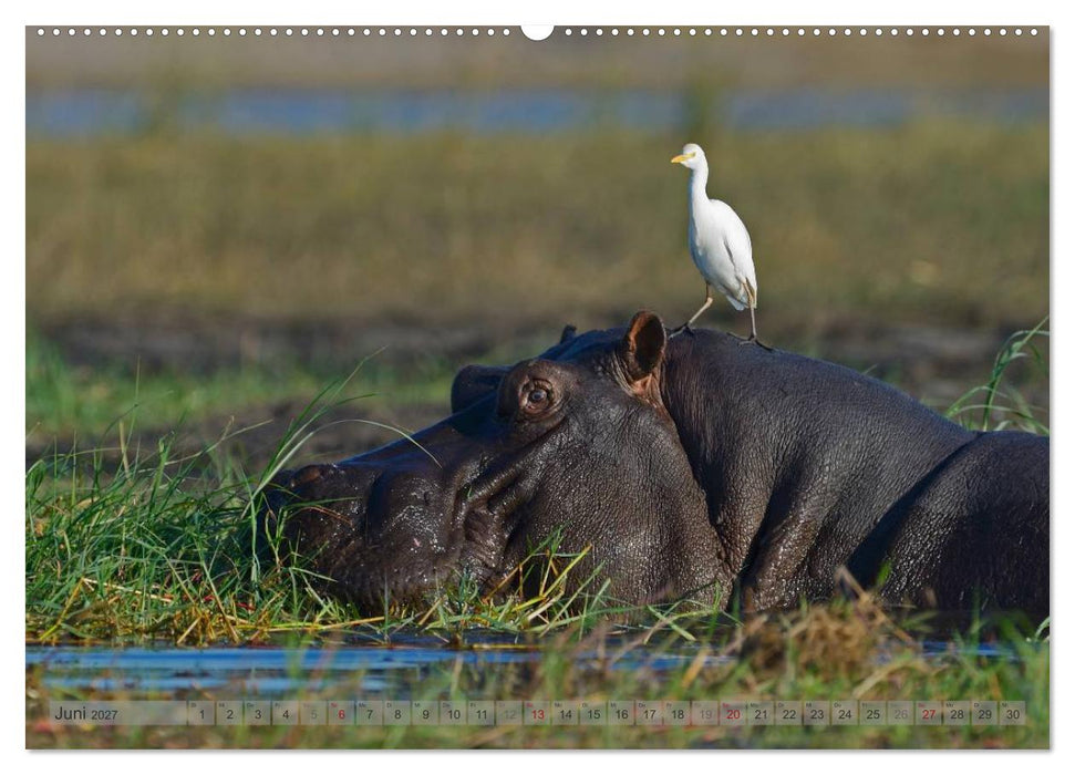 Flusspferde Magie des Augenblicks - Hippos in Afrika (CALVENDO Wandkalender 2027)