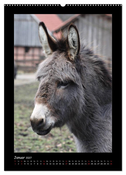 Esel und Mulis (CALVENDO Wandkalender 2027)