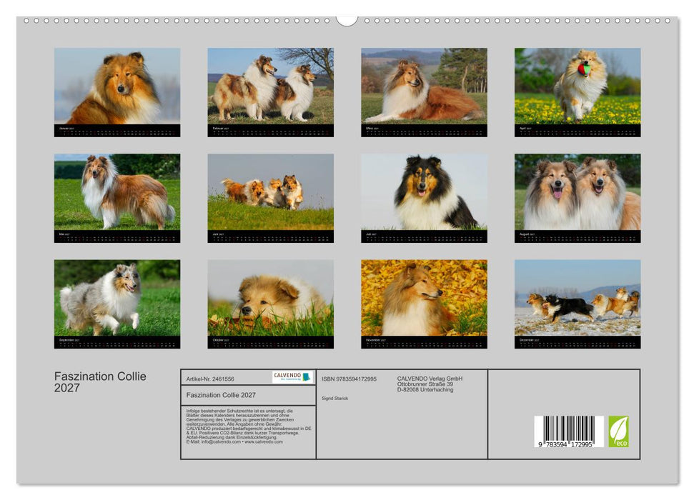 Faszination Collie 2027 (CALVENDO Premium Wandkalender 2027)