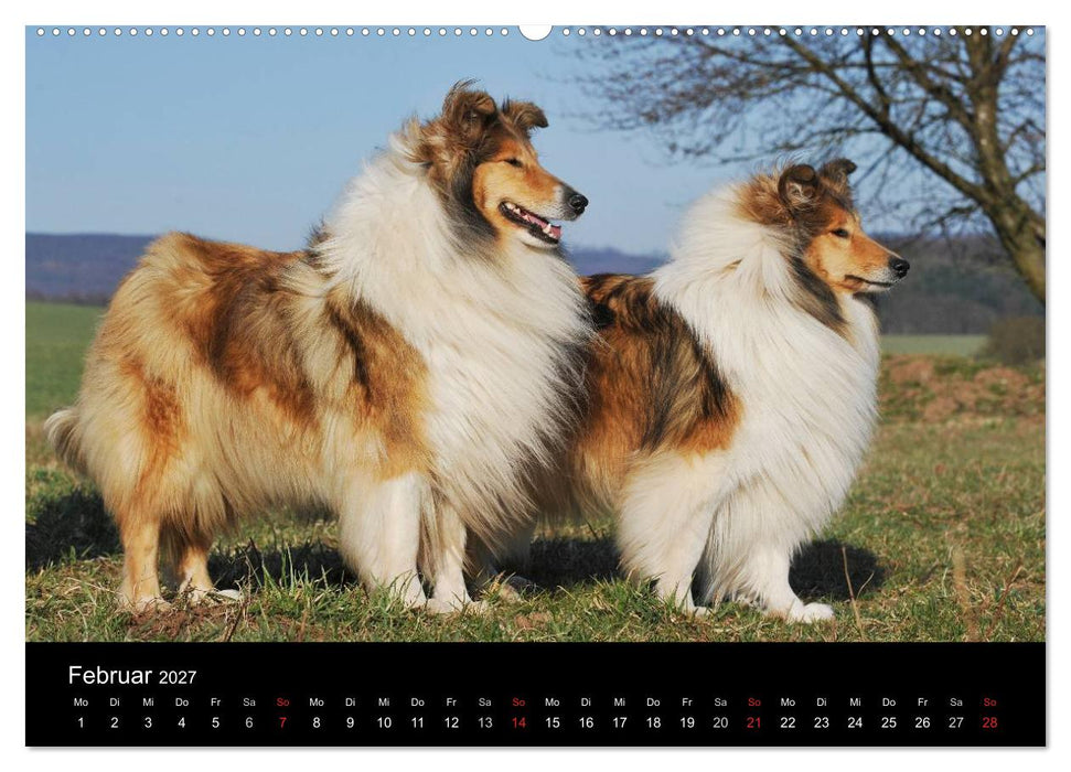Faszination Collie 2027 (CALVENDO Premium Wandkalender 2027)