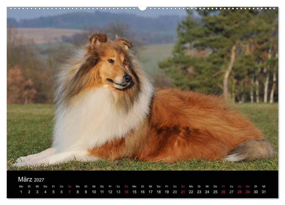 Faszination Collie 2027 (CALVENDO Premium Wandkalender 2027)