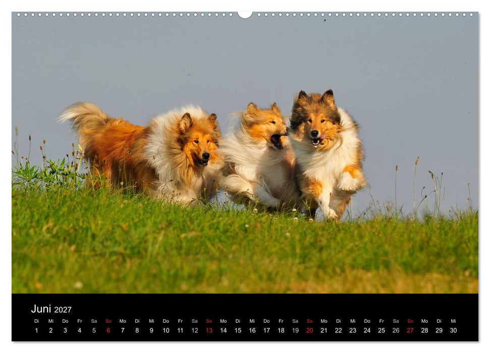 Faszination Collie 2027 (CALVENDO Premium Wandkalender 2027)