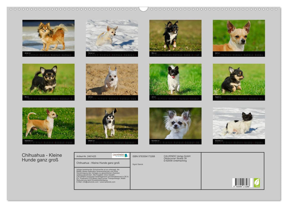 Chihuahua - Kleine Hunde ganz groß (CALVENDO Wandkalender 2027)